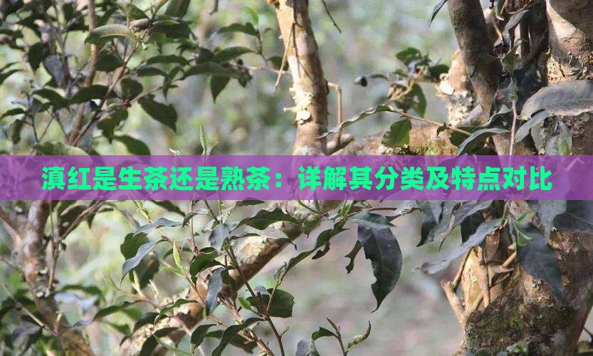 滇红是生茶还是熟茶：详解其分类及特点对比