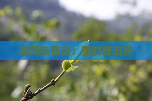老同志普洱：里的普洱茶
