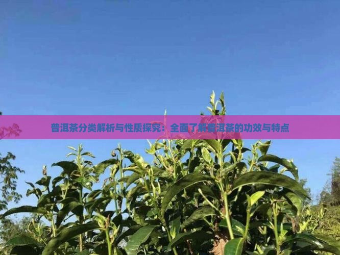 普洱茶分类解析与性质探究：全面了解普洱茶的功效与特点