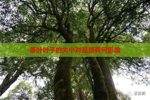 茶叶叶子的大小对品质有何影响