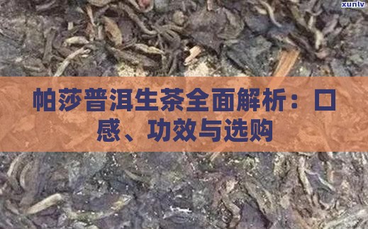 帕莎普洱生茶全面解析：口感、功效与选购