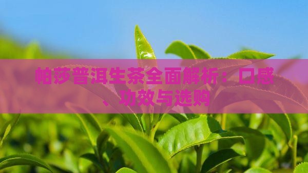 帕莎普洱生茶全面解析：口感、功效与选购