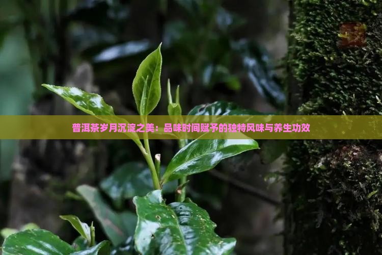 普洱茶岁月沉淀之美：品味时间赋予的独特风味与养生功效