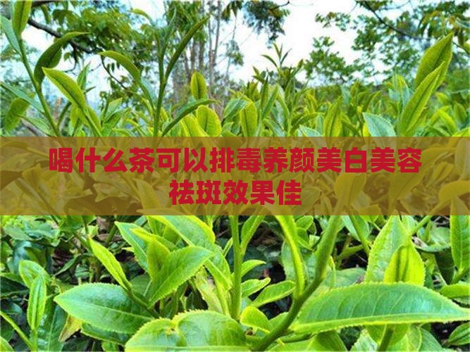 喝什么茶可以排毒养颜美白美容祛斑效果佳