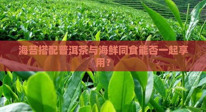 海苔搭配普洱茶与海鲜同食能否一起享用？
