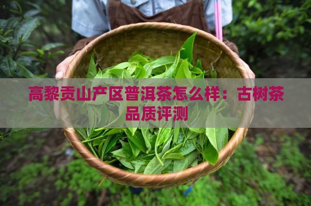 高黎贡山产区普洱茶怎么样：古树茶品质评测