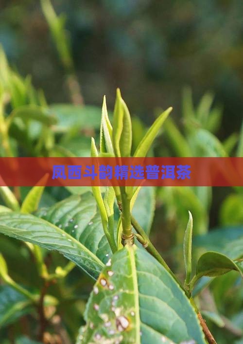 凤西斗韵精选普洱茶