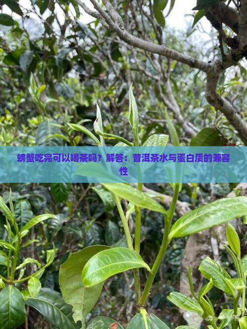 螃蟹吃完可以喝茶吗？解答：普洱茶水与蛋白质的兼容性