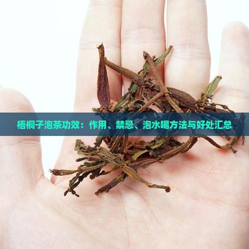 梧桐子泡茶功效：作用、禁忌、泡水喝方法与好处汇总