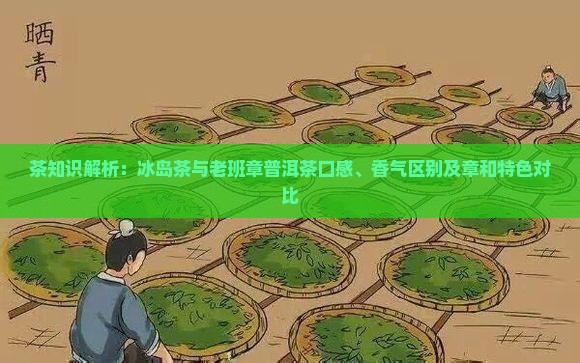 茶知识解析：冰岛茶与老班章普洱茶口感、香气区别及章和特色对比
