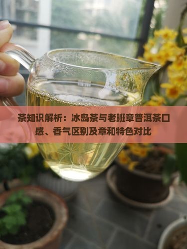 茶知识解析：冰岛茶与老班章普洱茶口感、香气区别及章和特色对比
