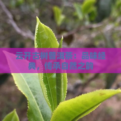 云开古树普洱茶：品味经典，传承自然之韵