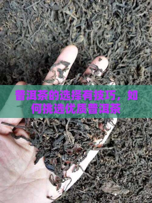 普洱茶的选择有技巧，如何挑选优质普洱茶