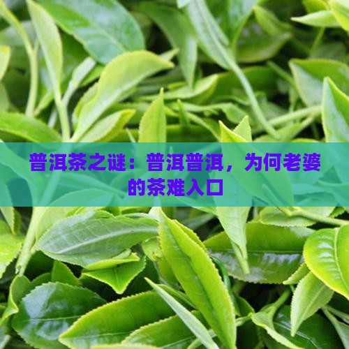 普洱茶之谜：普洱普洱，为何老婆的茶难入口