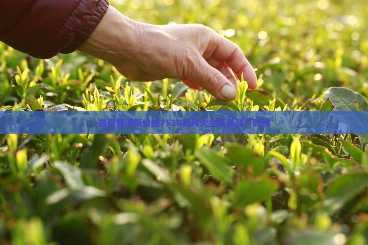 昌泰普洱茶价格7538品种大全集及建厂时间