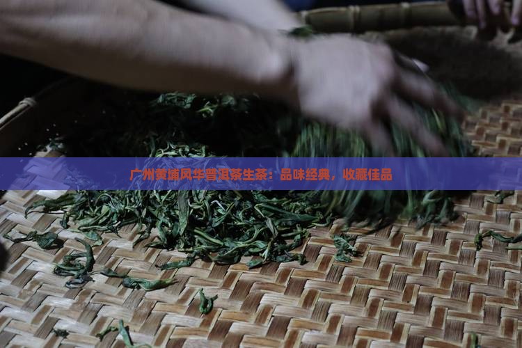 广州黄埔风华普洱茶生茶：品味经典，收藏佳品