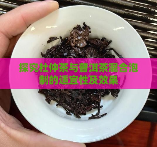 探究杜仲茶与普洱茶混合泡制的适宜性及效果