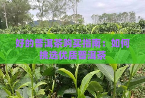好的普洱茶购买指南