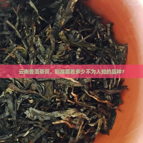 云南普洱茶膏有多少品种