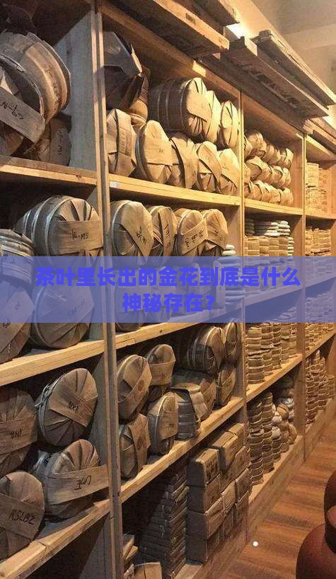茶叶中的金花是什么