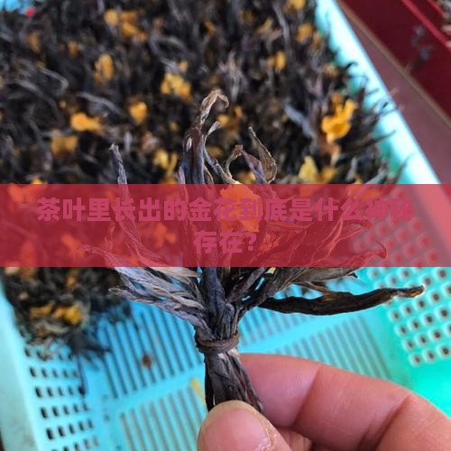 茶叶中的金花是什么