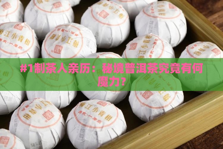 制茶记秘境普洱茶