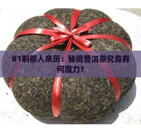 制茶记秘境普洱茶