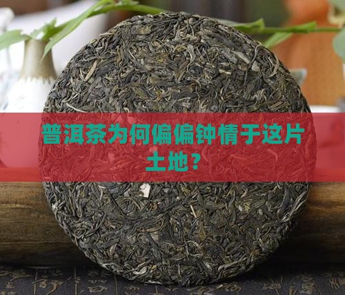 普洱茶的产地优势