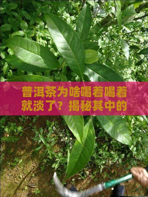 普洱茶为什么几炮就没味