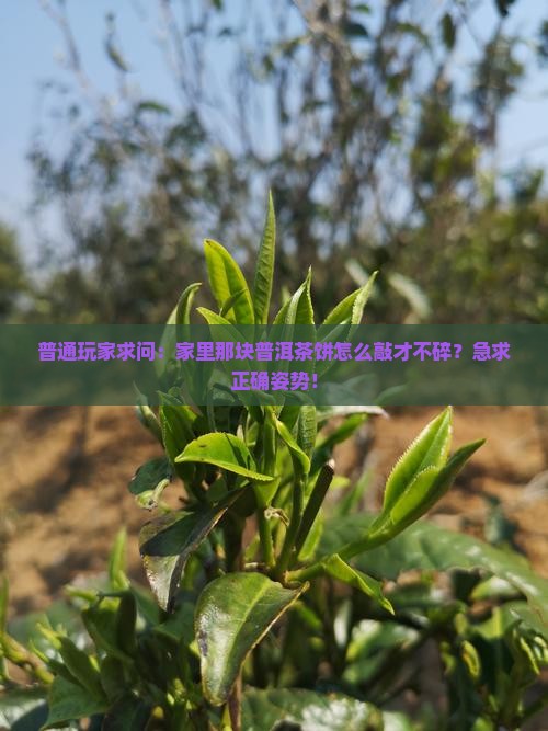 普洱茶饼如何敲