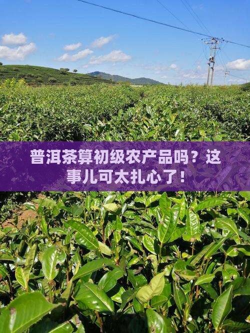 普洱茶是不是初级农产品