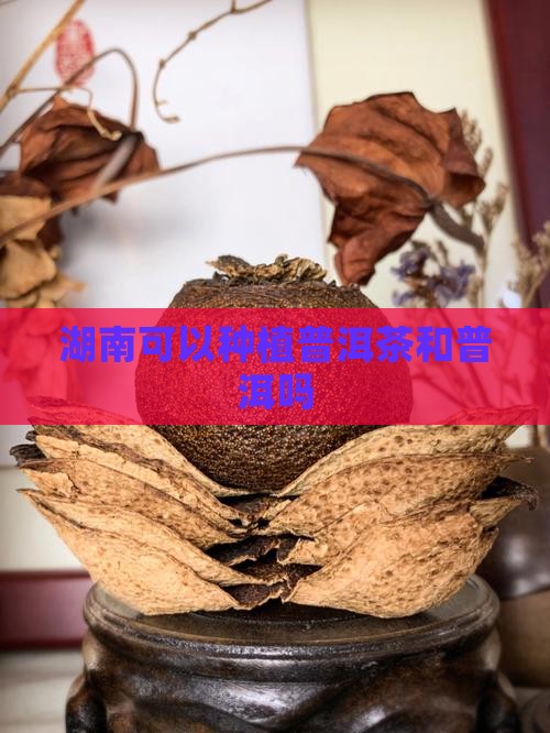 湖南可以种植普洱茶吗