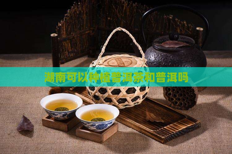 湖南可以种植普洱茶吗