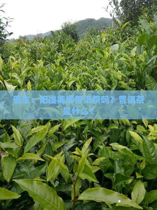 阳气不足能喝普洱茶吗