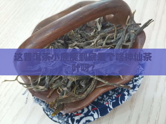 普洱茶小鹿鹿是什么茶叶