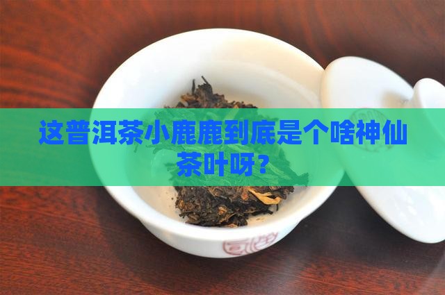 普洱茶小鹿鹿是什么茶叶
