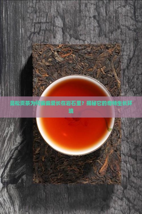 曼松贡茶为什么长在岩石里