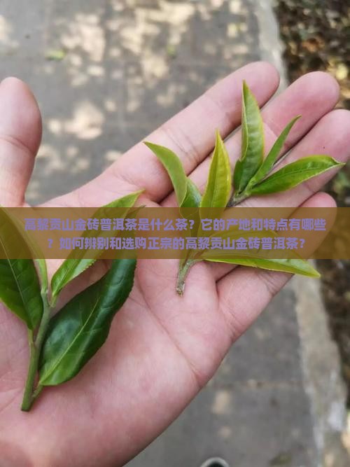 高黎贡山金砖普洱茶