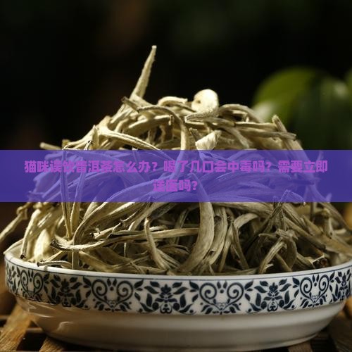 猫咪喝了几口普洱茶有事吗