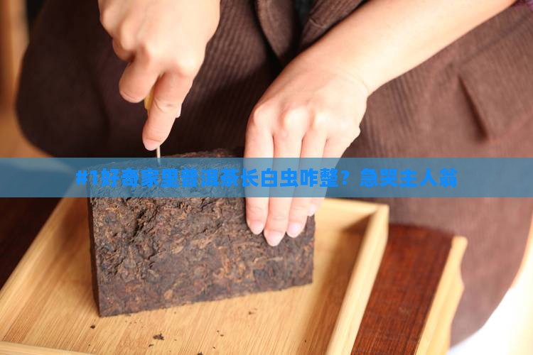 普洱茶熟茶长白色虫