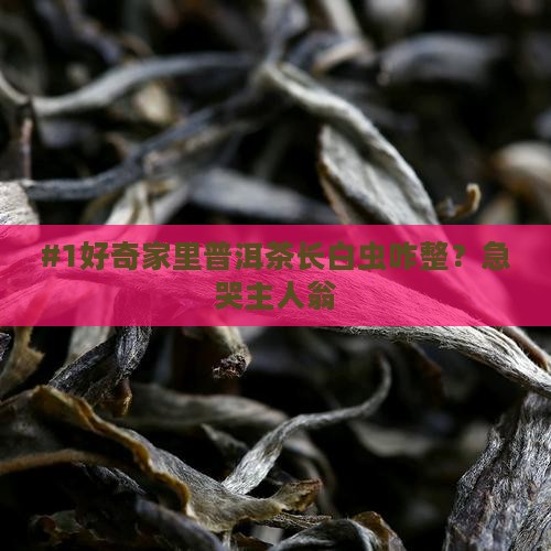 普洱茶熟茶长白色虫