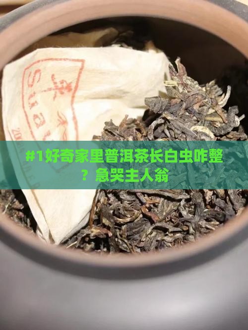 普洱茶熟茶长白色虫