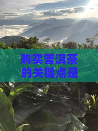 购买普洱茶的关键点是