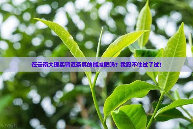 云南大理买普洱茶减肥吗