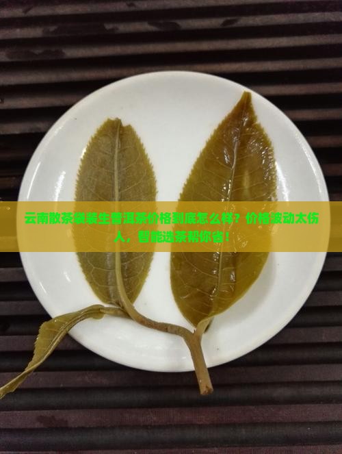 云南散茶袋装生普洱茶价格