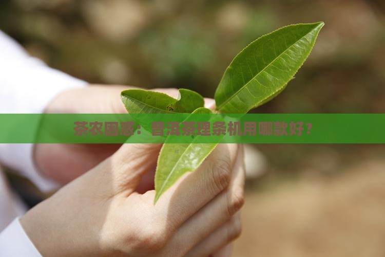 普洱茶理条技术