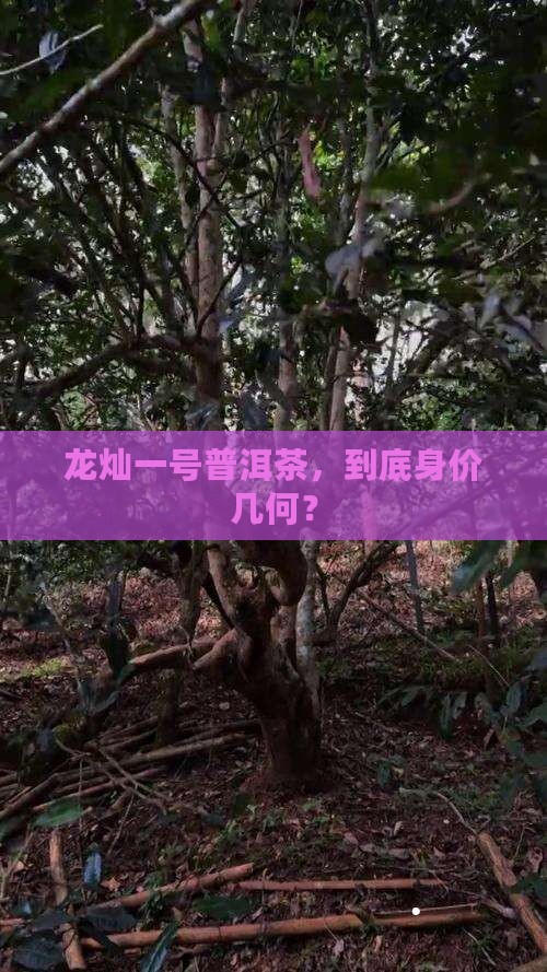 龙灿一号普洱茶多少钱