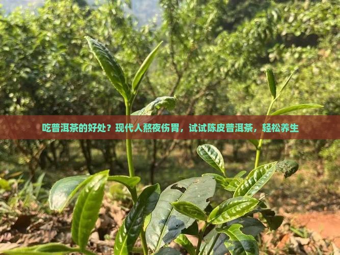 吃普洱茶的好处