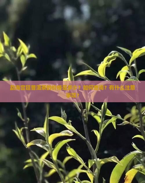 勐海宫廷普洱茶价格查询