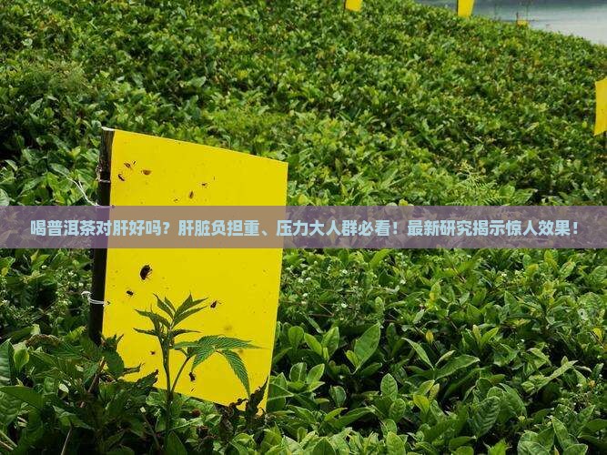 喝普洱茶对肝好吗